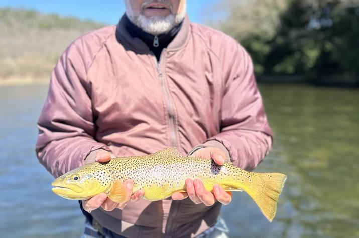 west branch delaware river trout