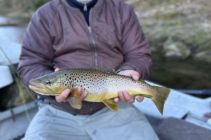 west branch delaware river trout guide
