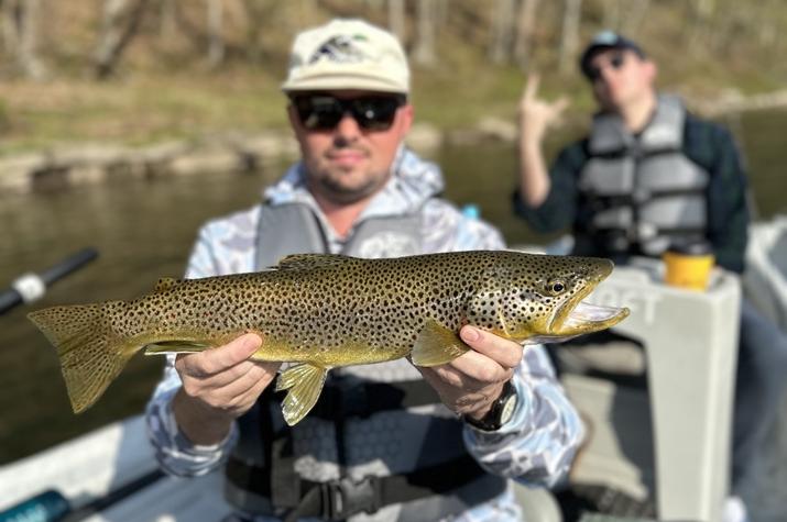 upper delaware river brown trout