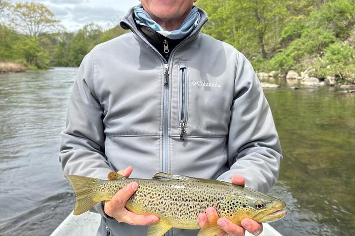 west branch delaware river trout