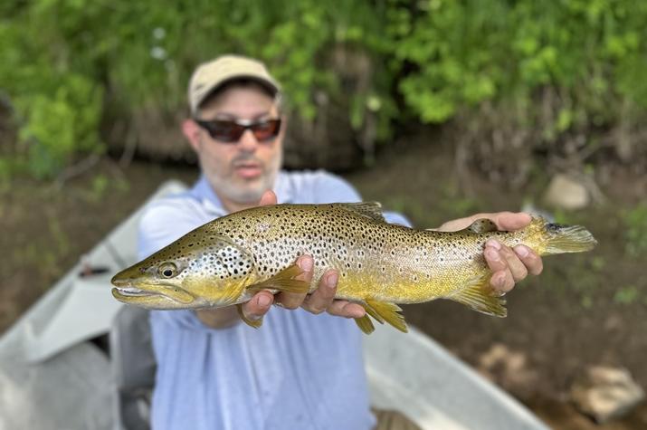 upper delaware river brown trout guide