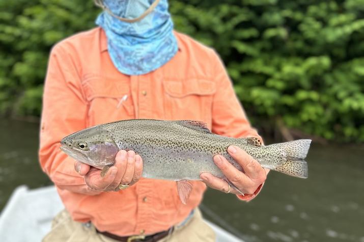 fly fishing west branch delaware river trout