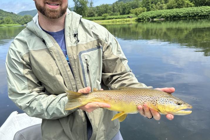 west branch delaware river brown trout
