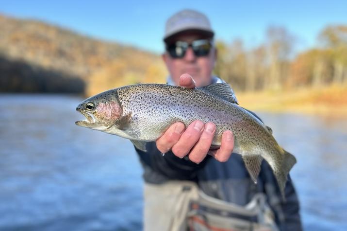 west branch delaware river trout