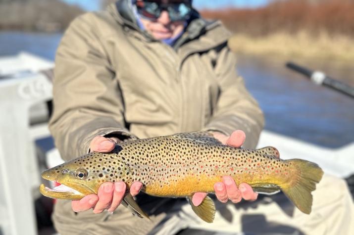 west branch delaware river trout