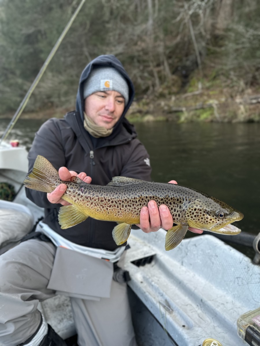 guided fly fishing wild brown trout upper delaware river