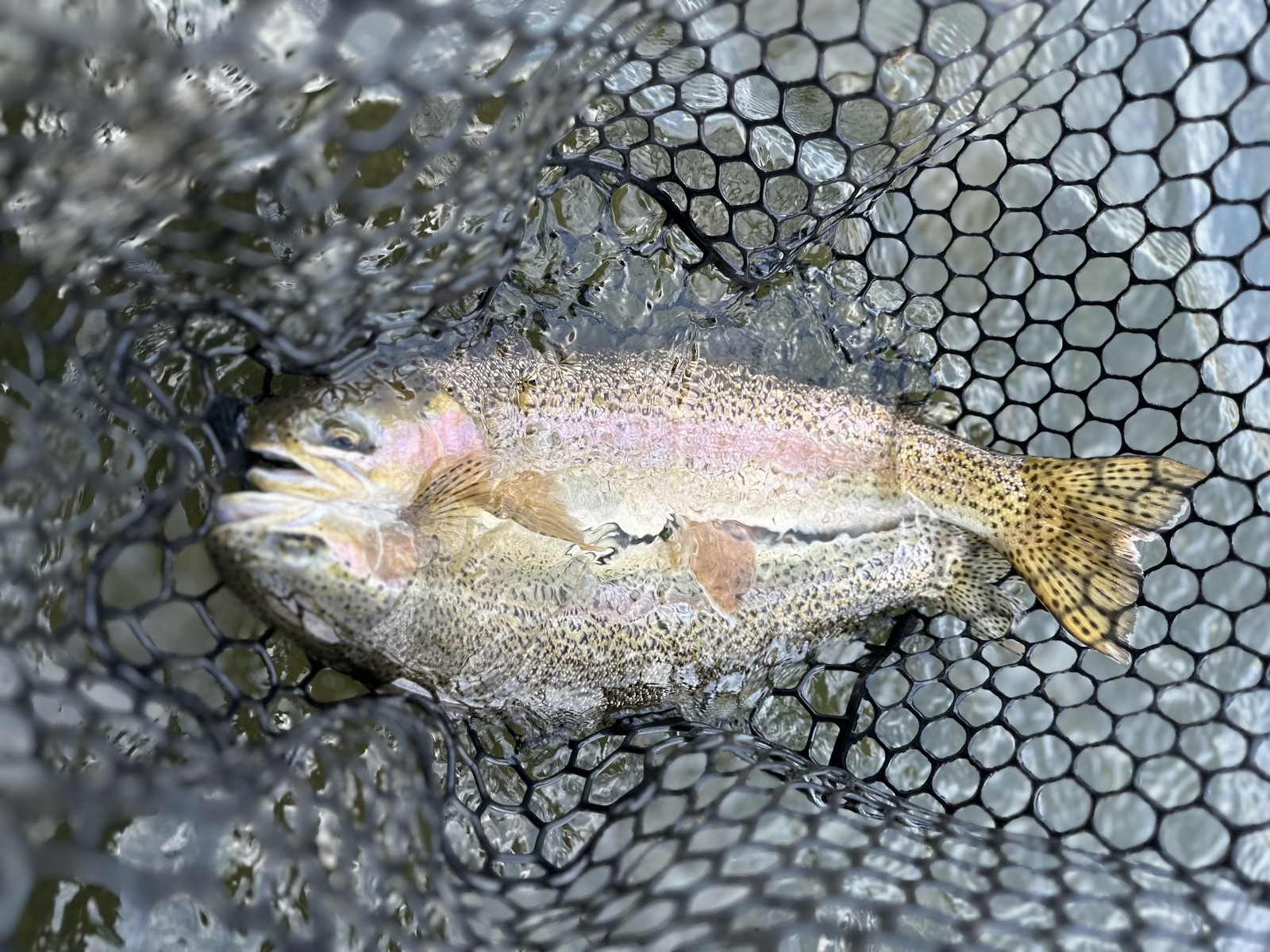 delaware river trout