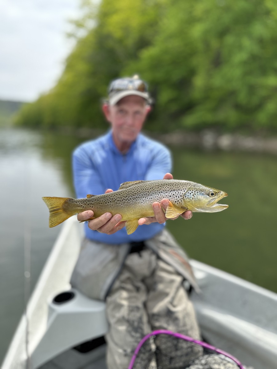 upper delaware river trout