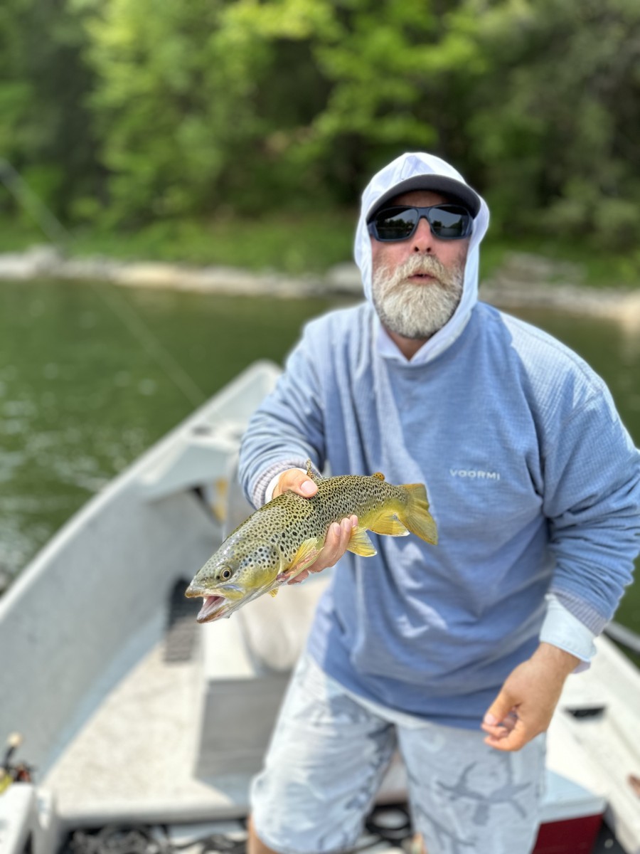 west branch delaware river brown trout 