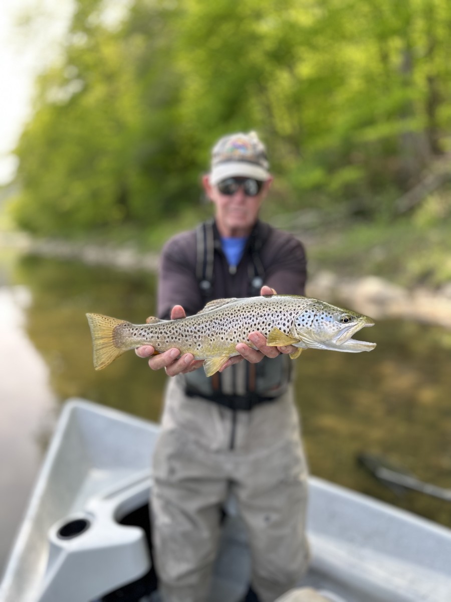 west branch delaware river brown trout upper delaware river trout