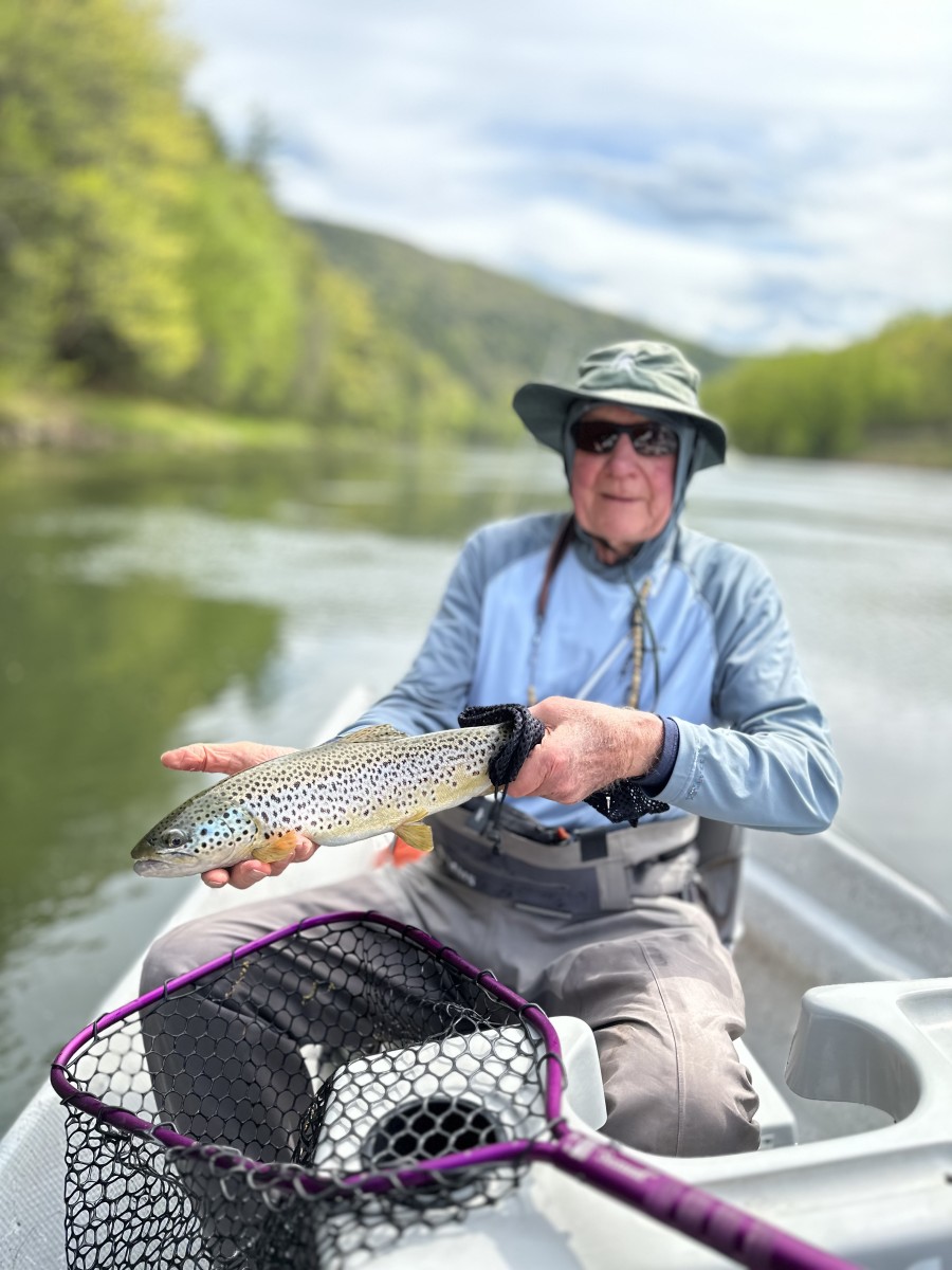 wild delaware river brown trout