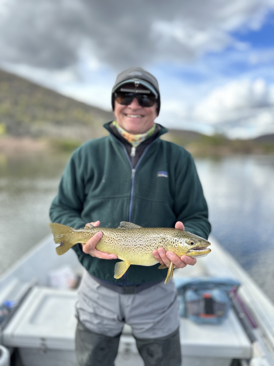 west branch delaware river trout delaware river brown trout