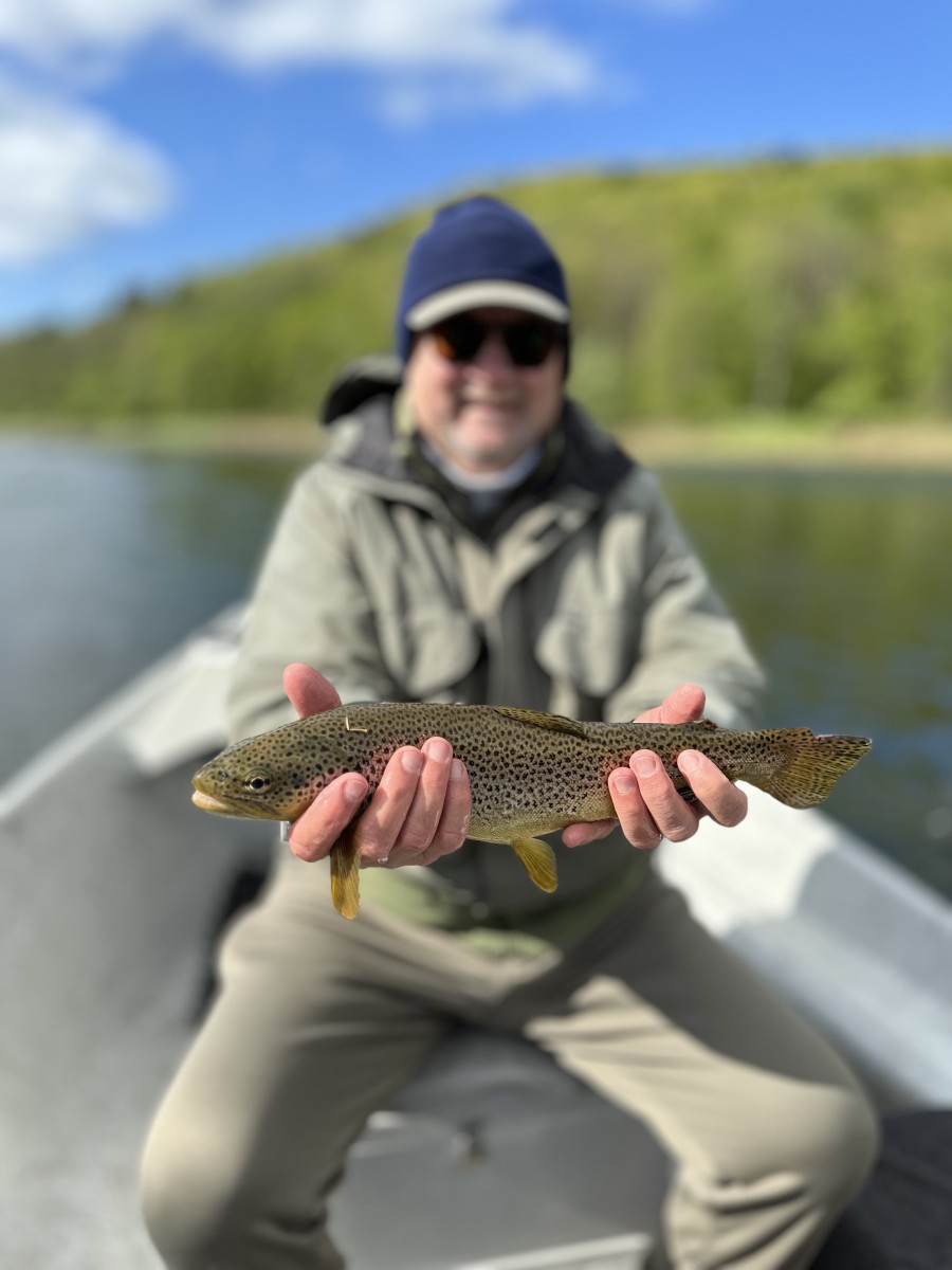 delaware river brown trout west branch delaware river