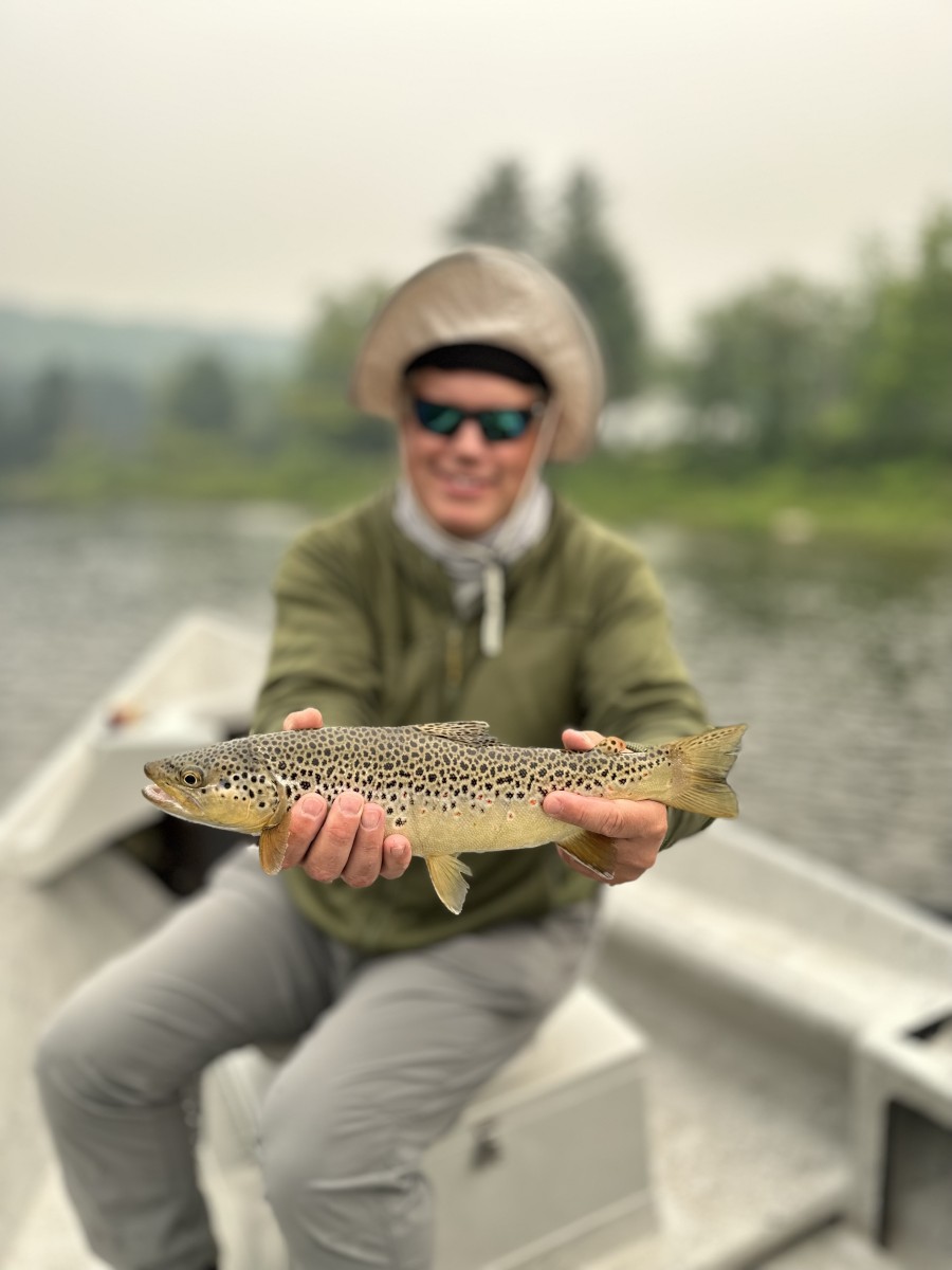 upper delaware river brown trout west branch delaware river brown trout