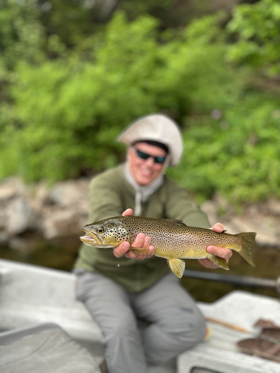 west branch delaware river fly fishing wild brown trout