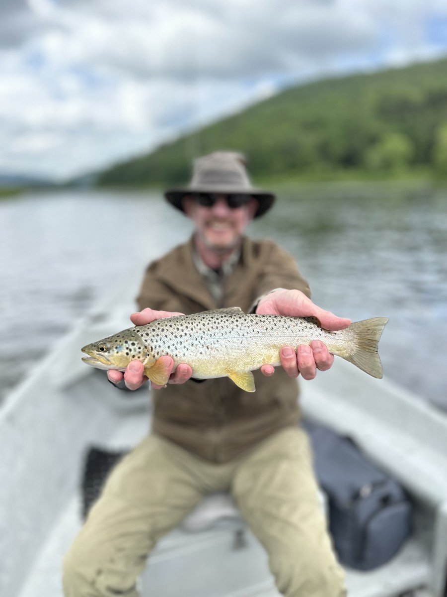 upper delaware river brown trout fly fishing