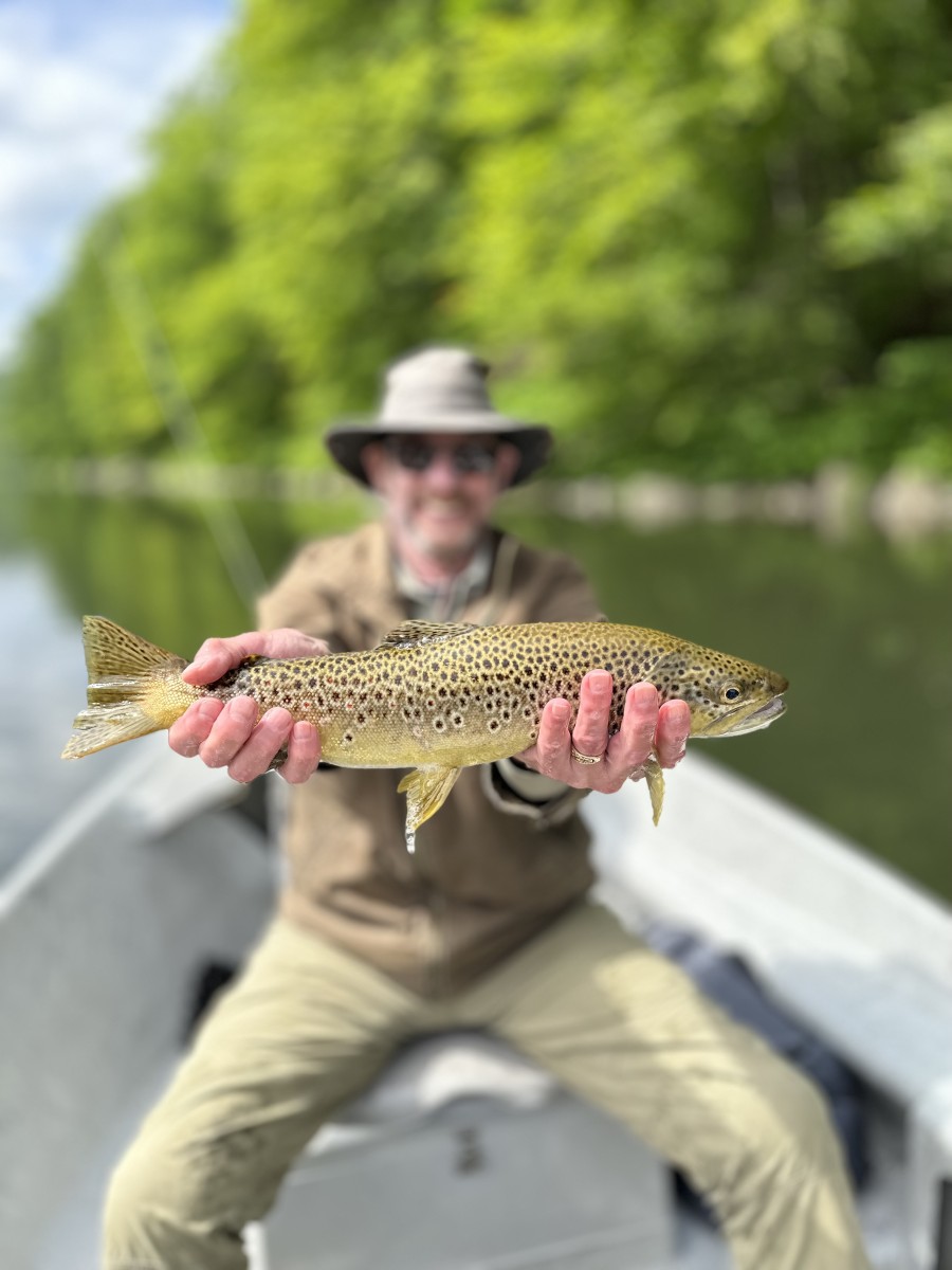 upper delaware river fly fishing brown trout