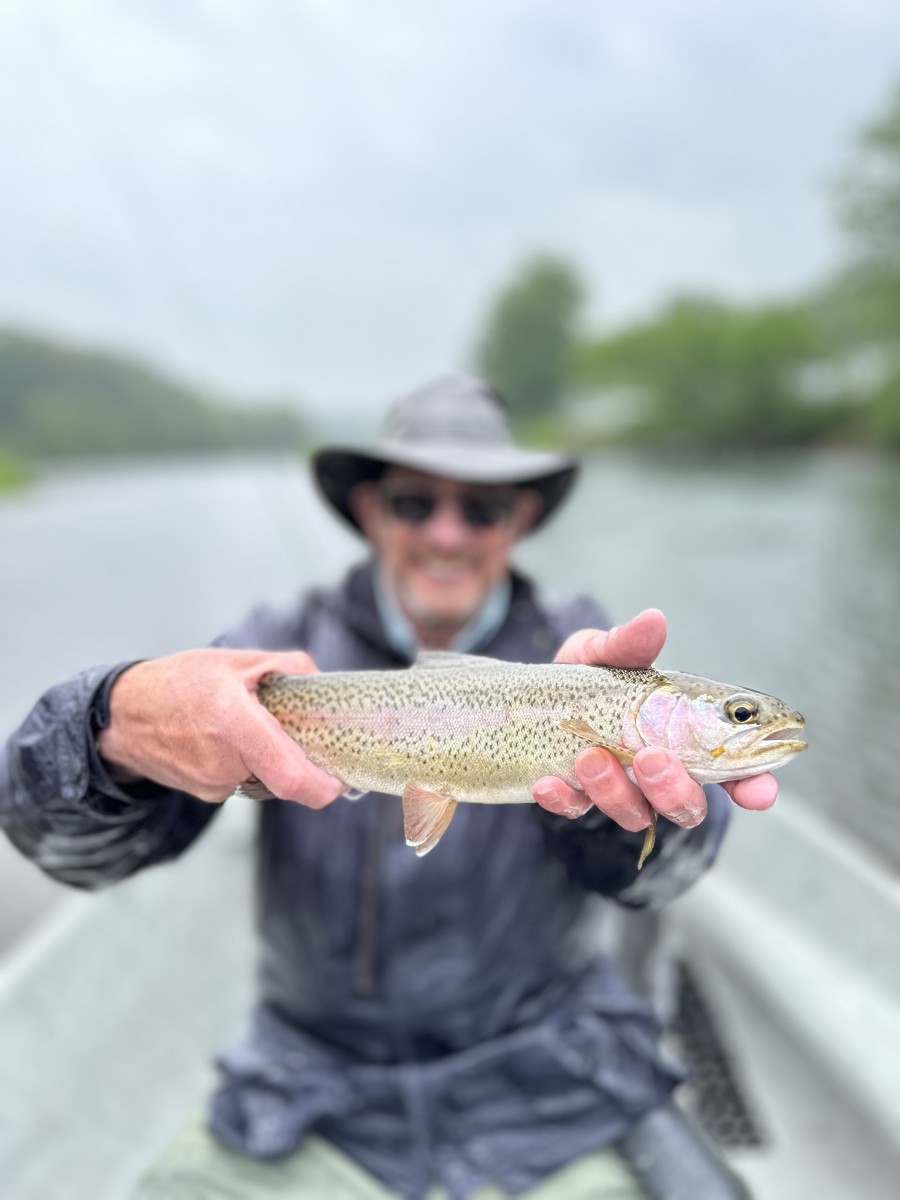 wild delaware river rainbow trout