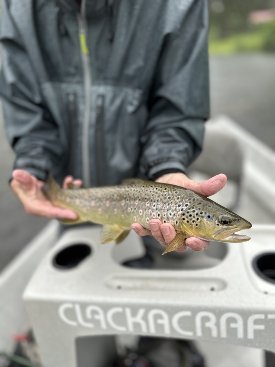 west branch delaware river trout guide jesse filingo