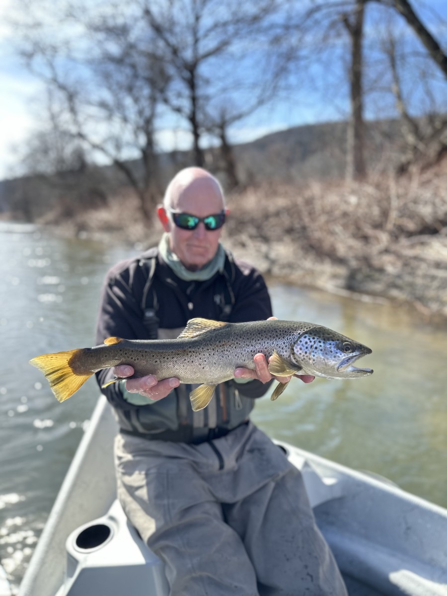 fly fishing west branch delaware river wild trout