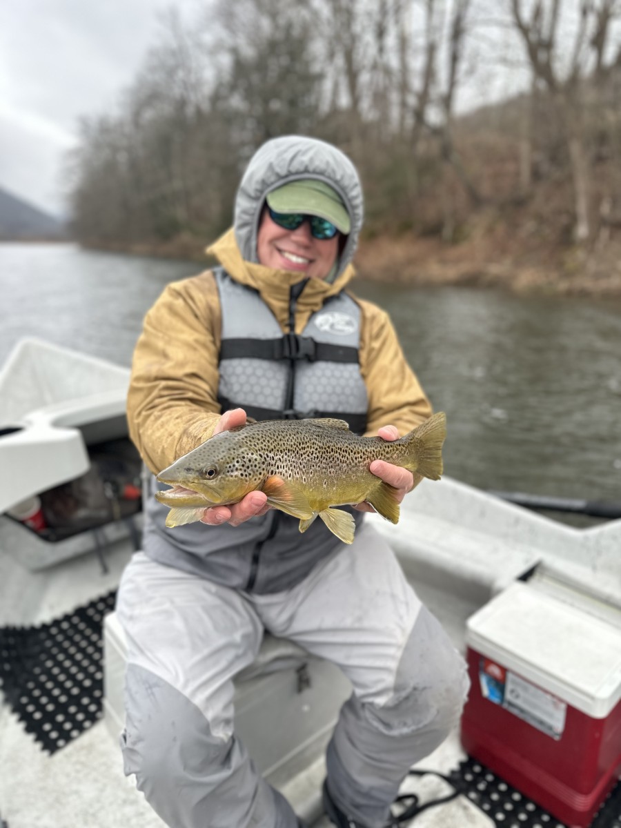 west branch delaware river trout