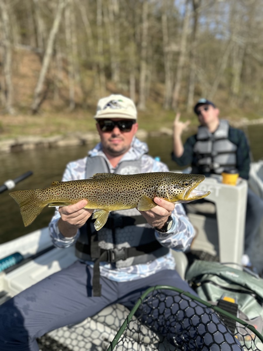 upper delaware river brown trout