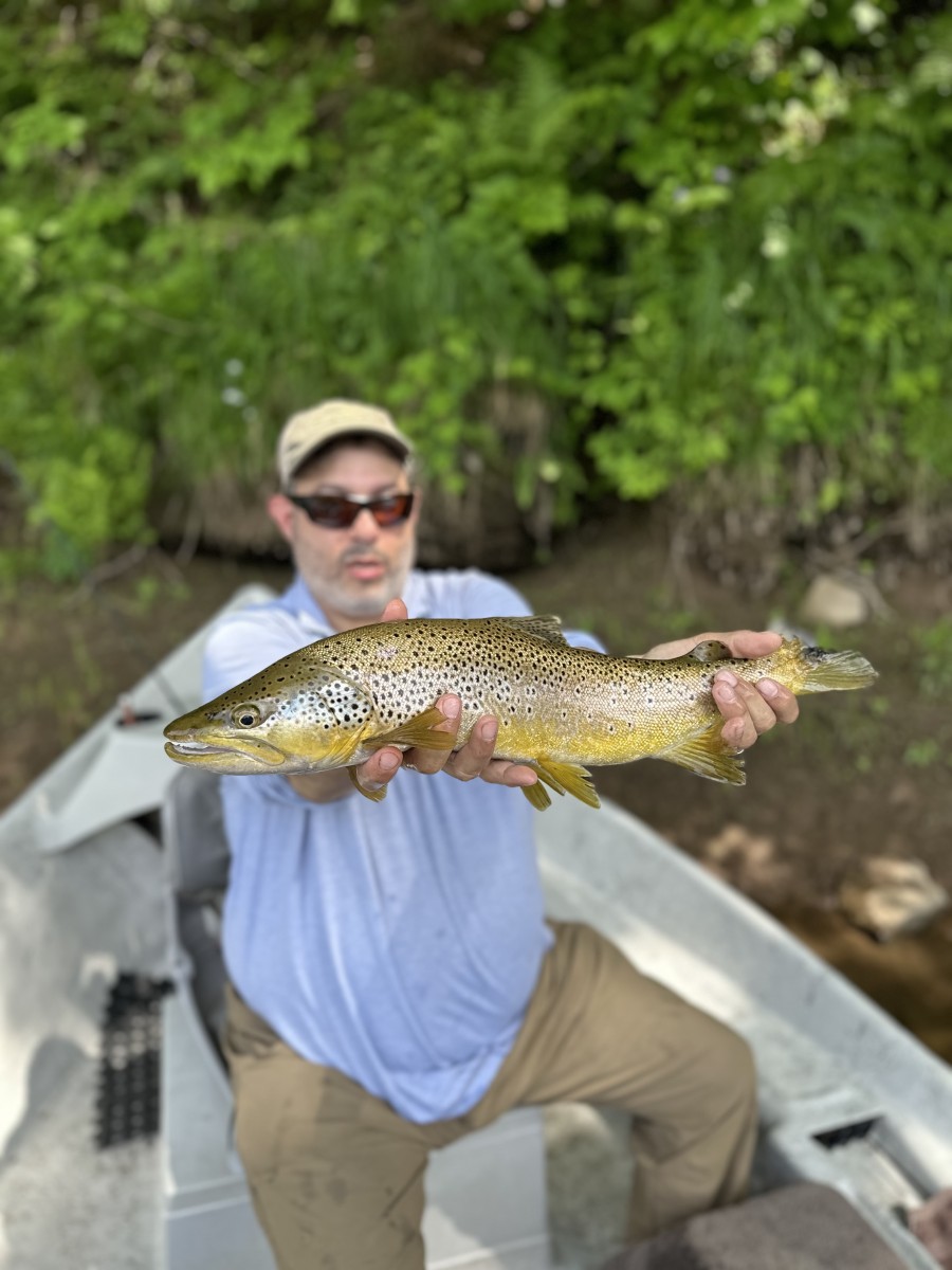 upper delaware river brown trout guide