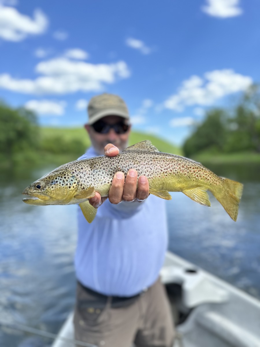 upper delaware river fly fishing guide