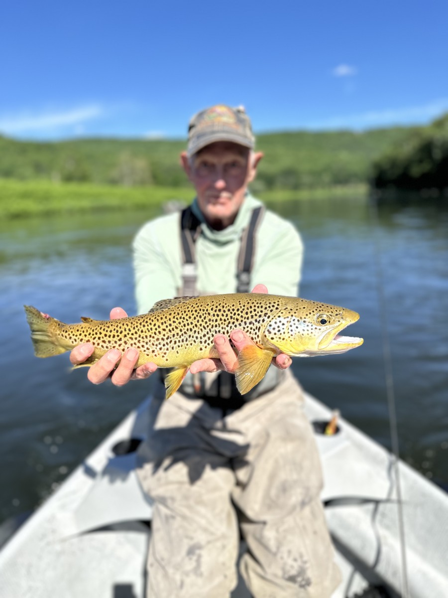 west branch delaware river trout