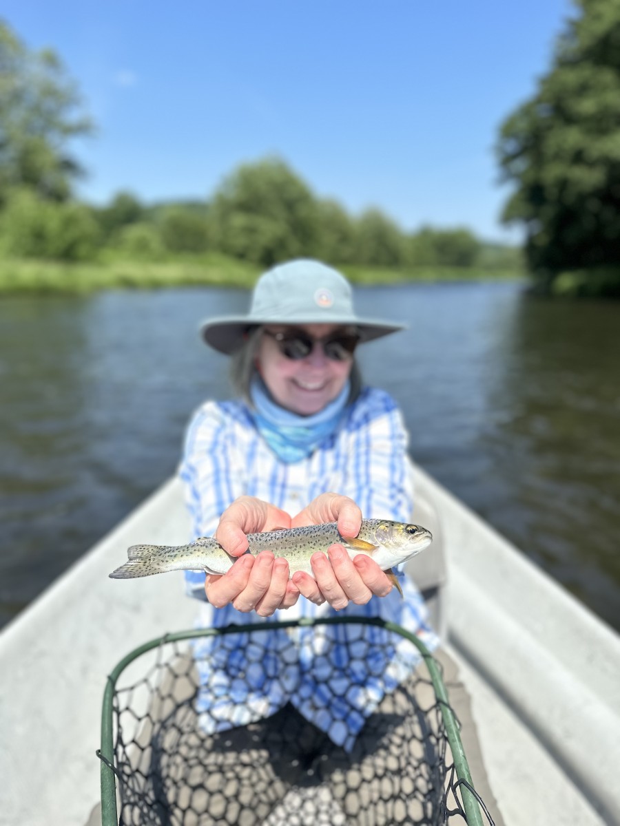 west branch delaware river wild trout