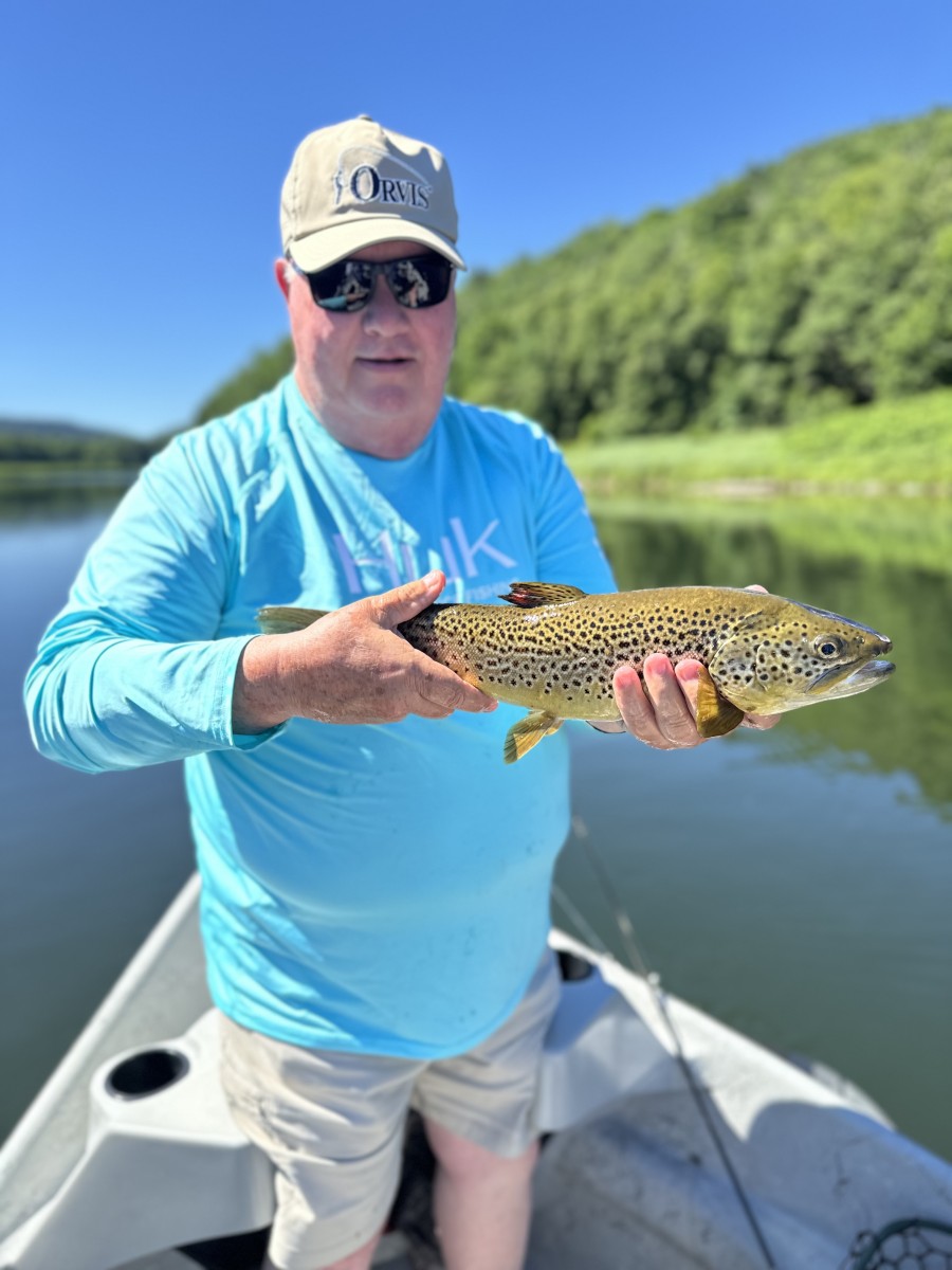 west branch delaware river brown trout