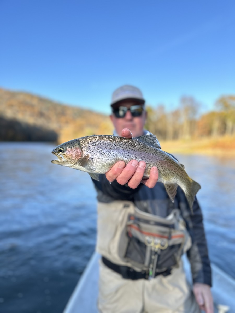 west branch delaware river trout