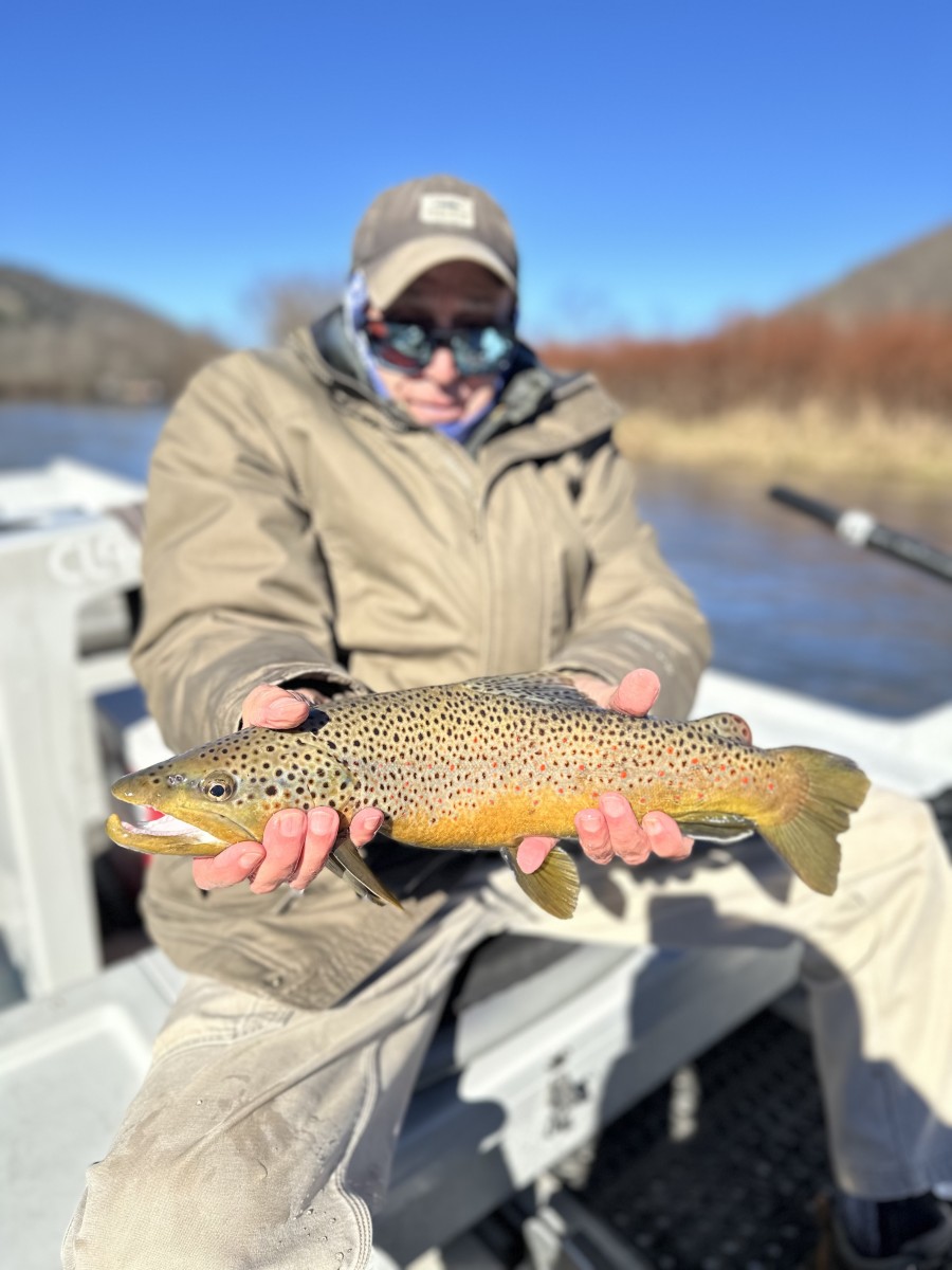 west branch delaware river trout