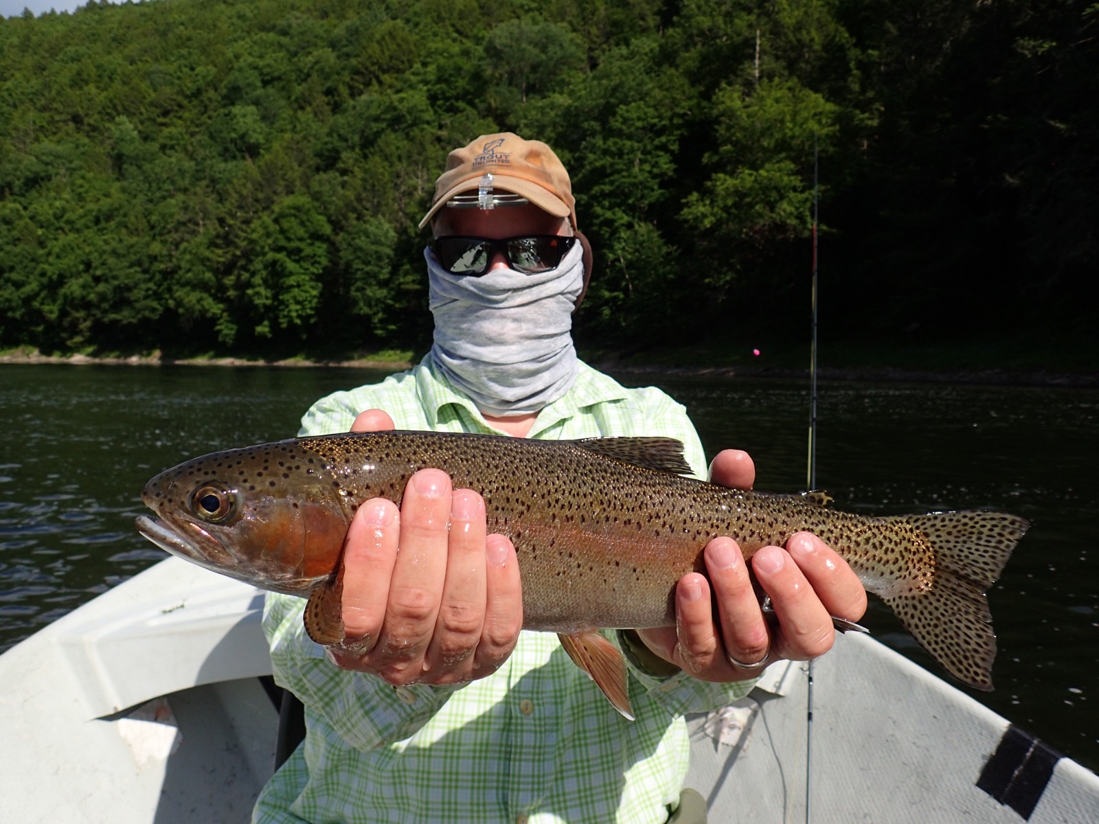 delaware river trout guided fly fishing new york and pennsylvania